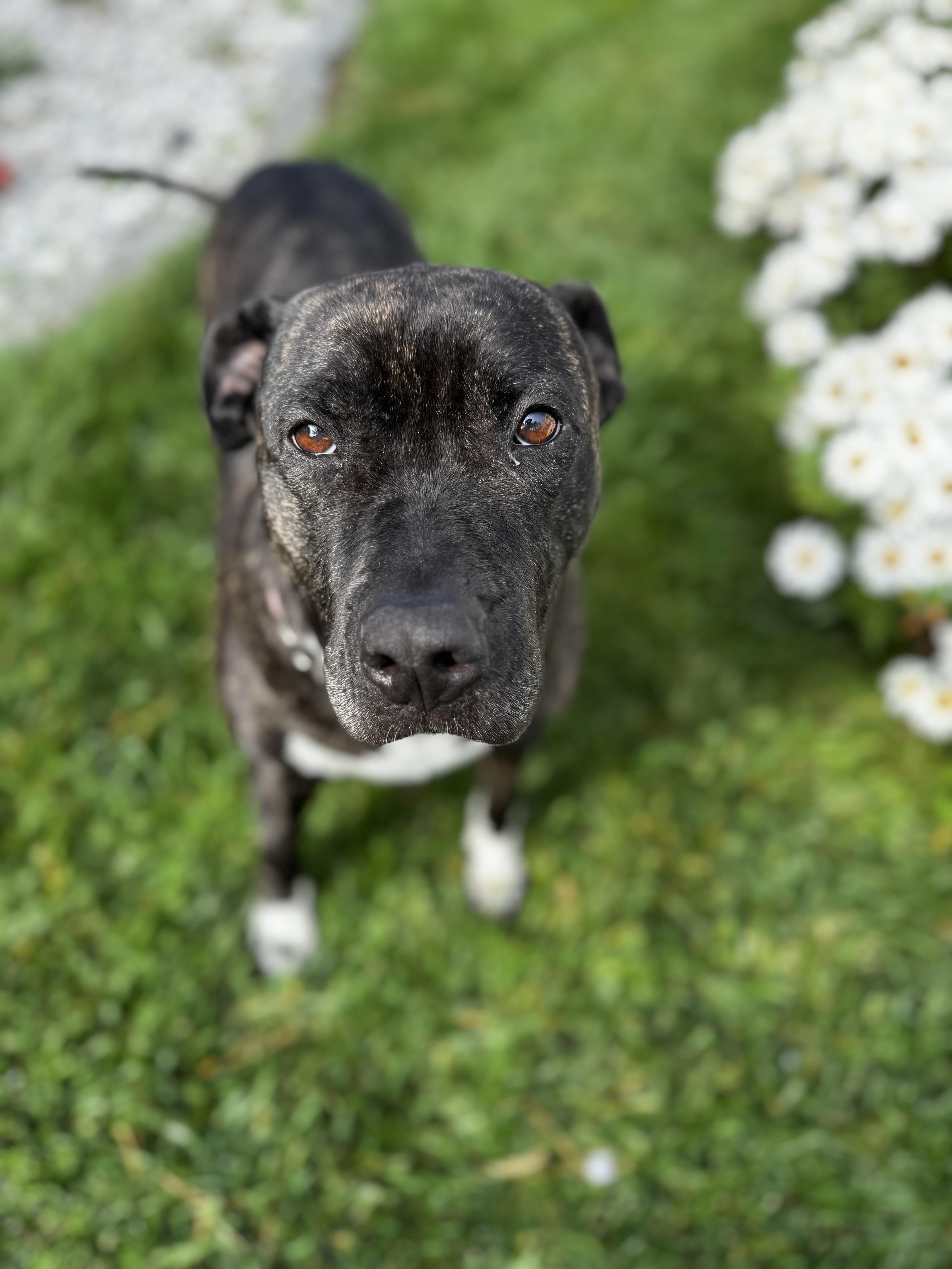 Enlarge Bethy, a Adoptable mixed breed in Matawan, NJ image 1/6