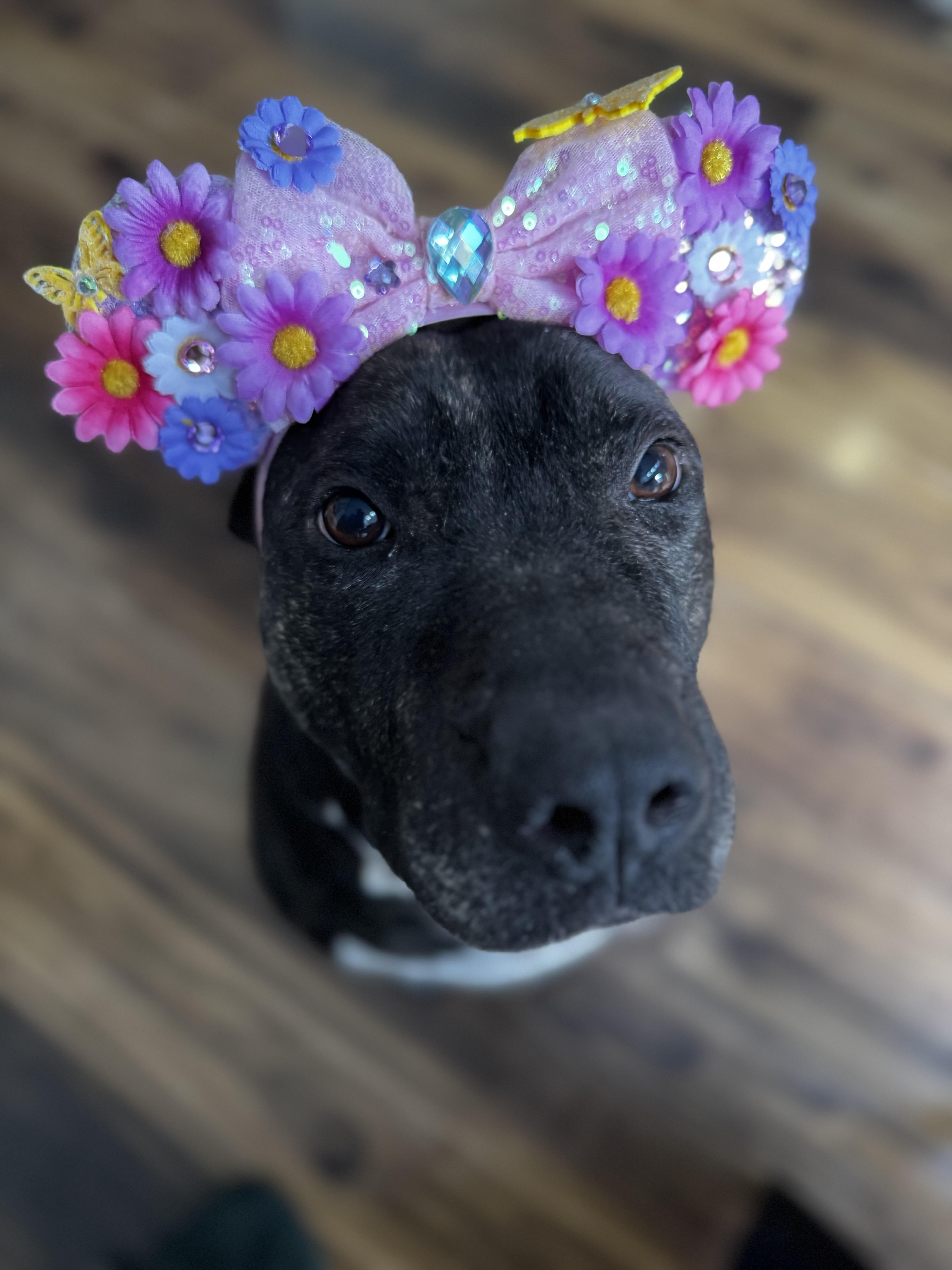 Enlarge Bethy, a Adoptable mixed breed in Matawan, NJ image 3/6