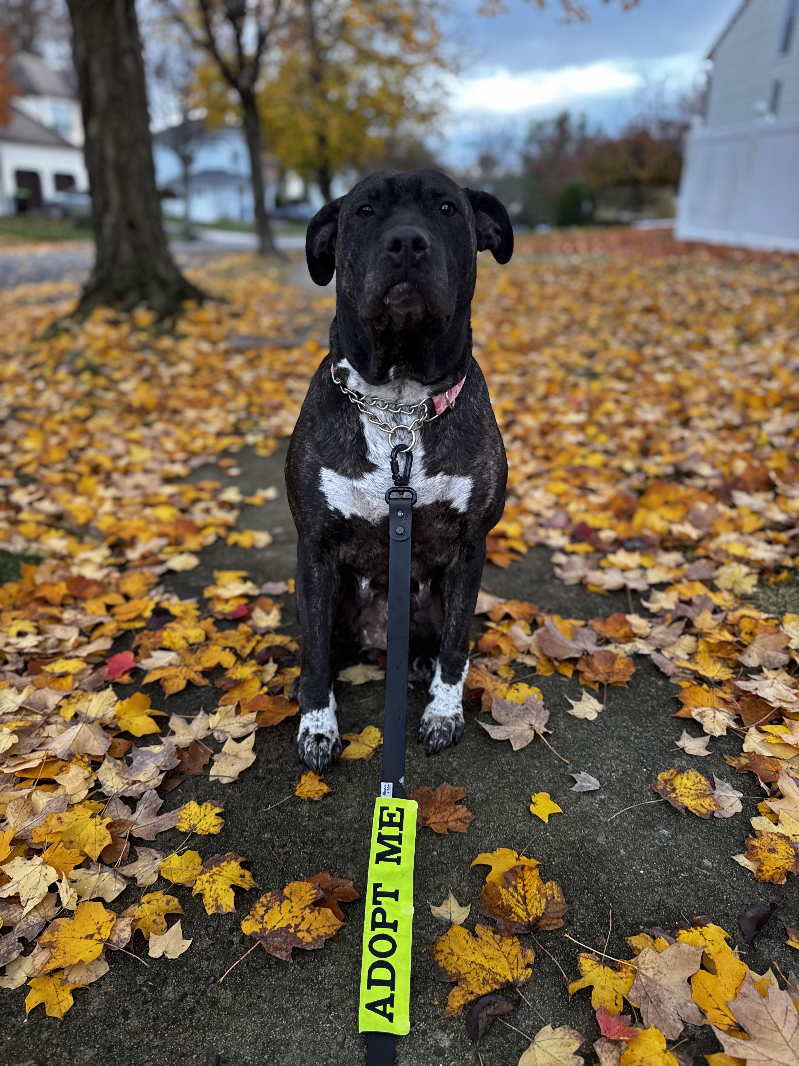 Enlarge Bethy, a Adoptable mixed breed in Matawan, NJ image 4/6