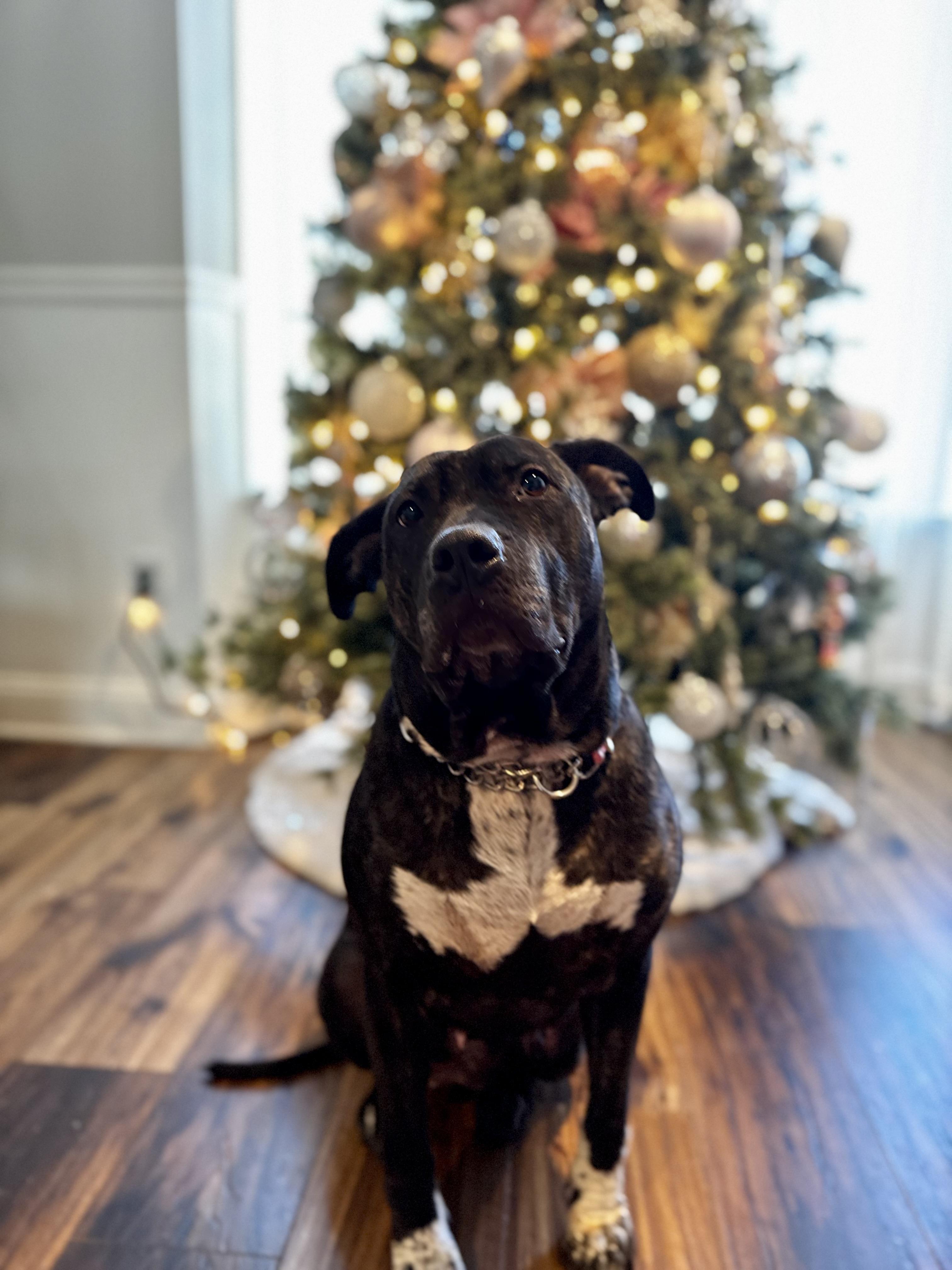 Enlarge Bethy, a Adoptable mixed breed in Matawan, NJ image 2/6