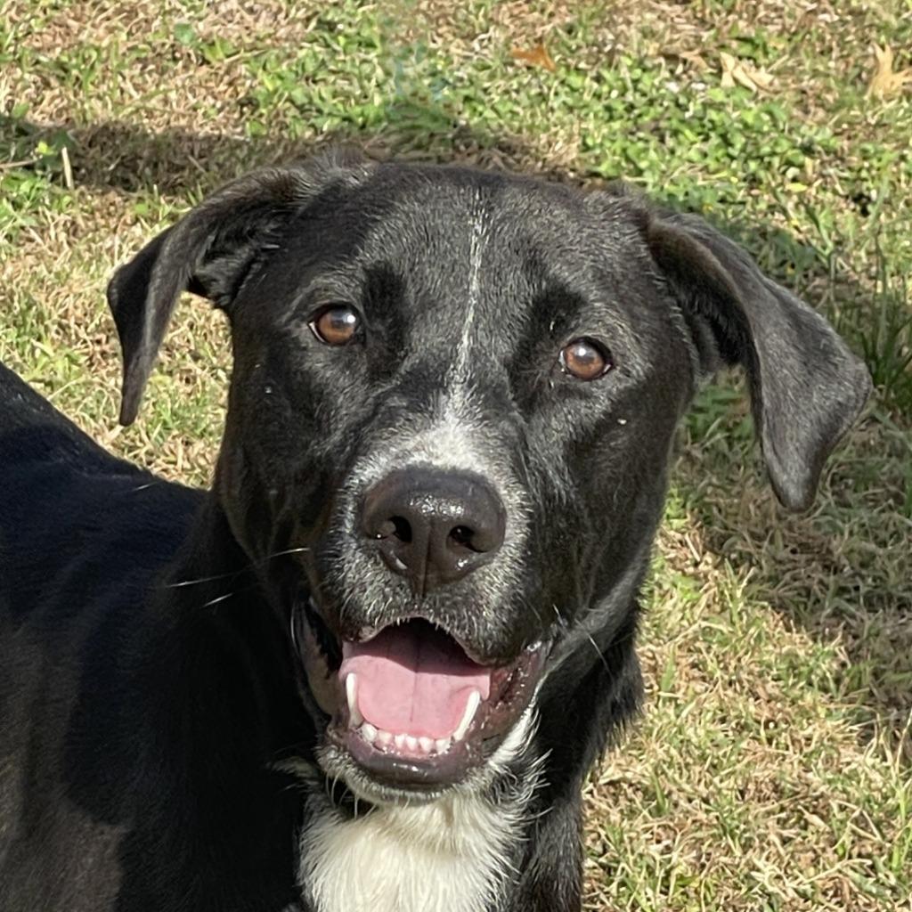 Enlarge Benji, a Adoptable mixed breed in Brenham, TX image 1/6
