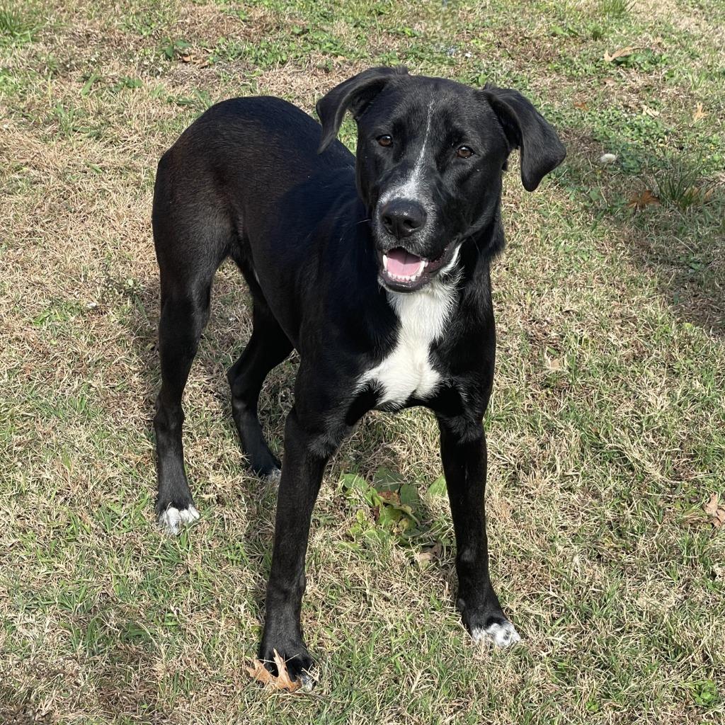 Enlarge Benji, a Adoptable mixed breed in Brenham, TX image 2/6