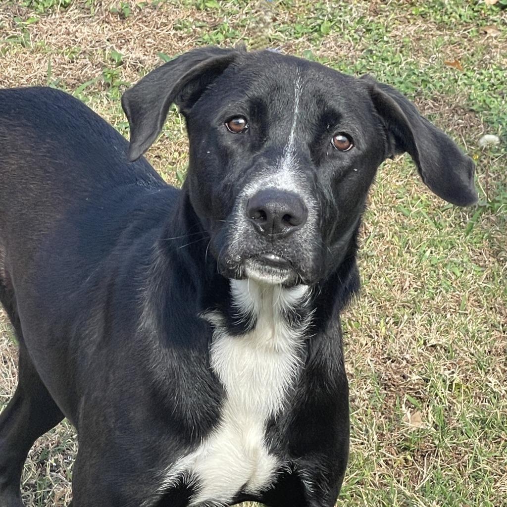 Enlarge Benji, a Adoptable mixed breed in Brenham, TX image 3/6