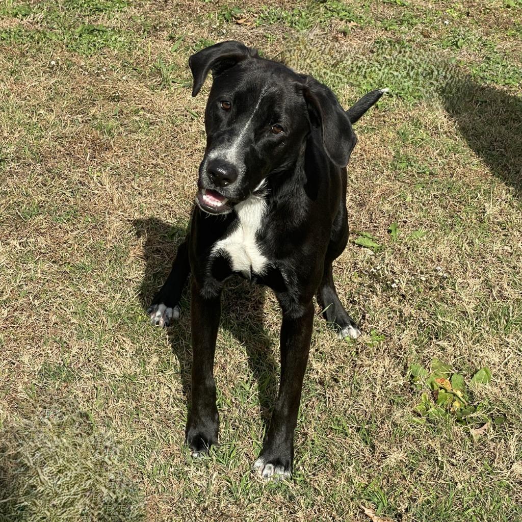 Enlarge Benji, a Adoptable mixed breed in Brenham, TX image 4/6