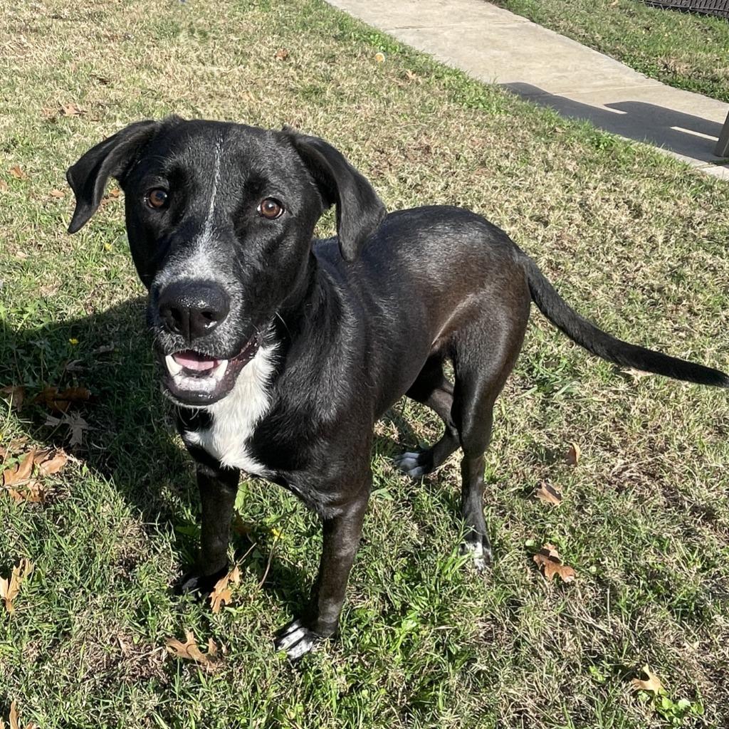 Enlarge Benji, a Adoptable mixed breed in Brenham, TX image 5/6