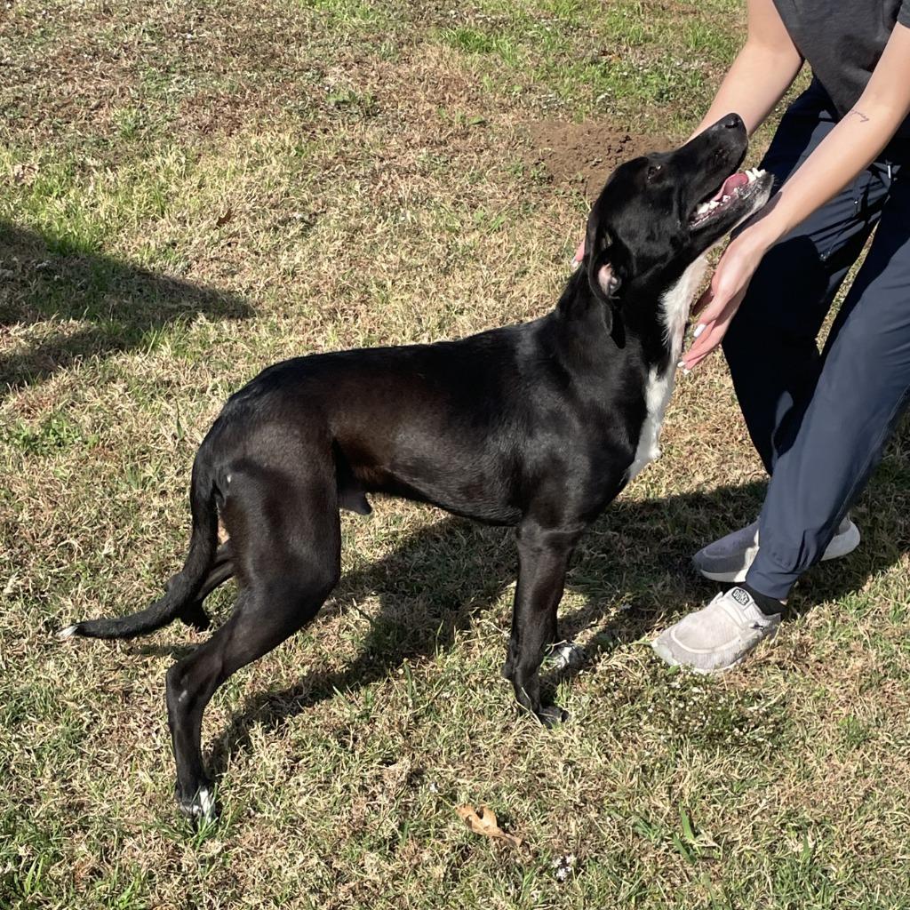 Enlarge Benji, a Adoptable mixed breed in Brenham, TX image 6/6