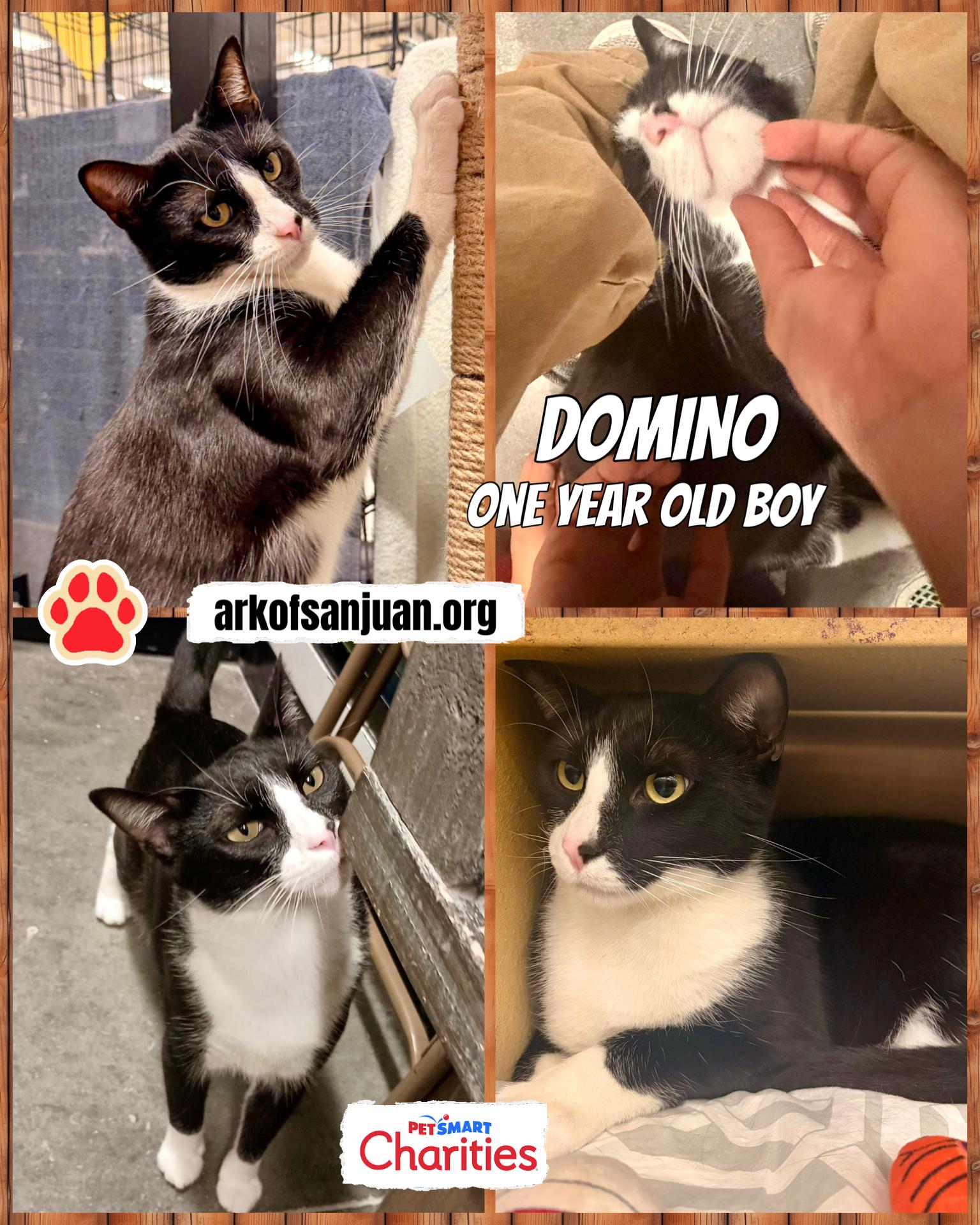 Enlarge Domino, a Adoptable Tuxedo in San Juan Capistrano, CA image 5/5