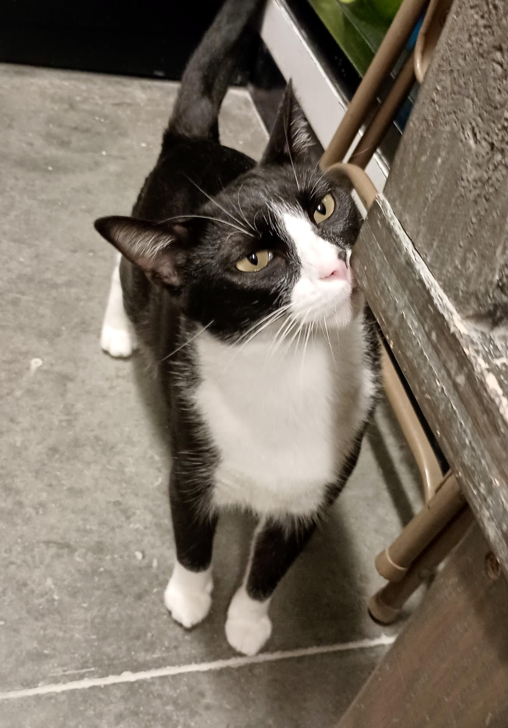 Enlarge Domino, a Adoptable Tuxedo in San Juan Capistrano, CA image 2/5