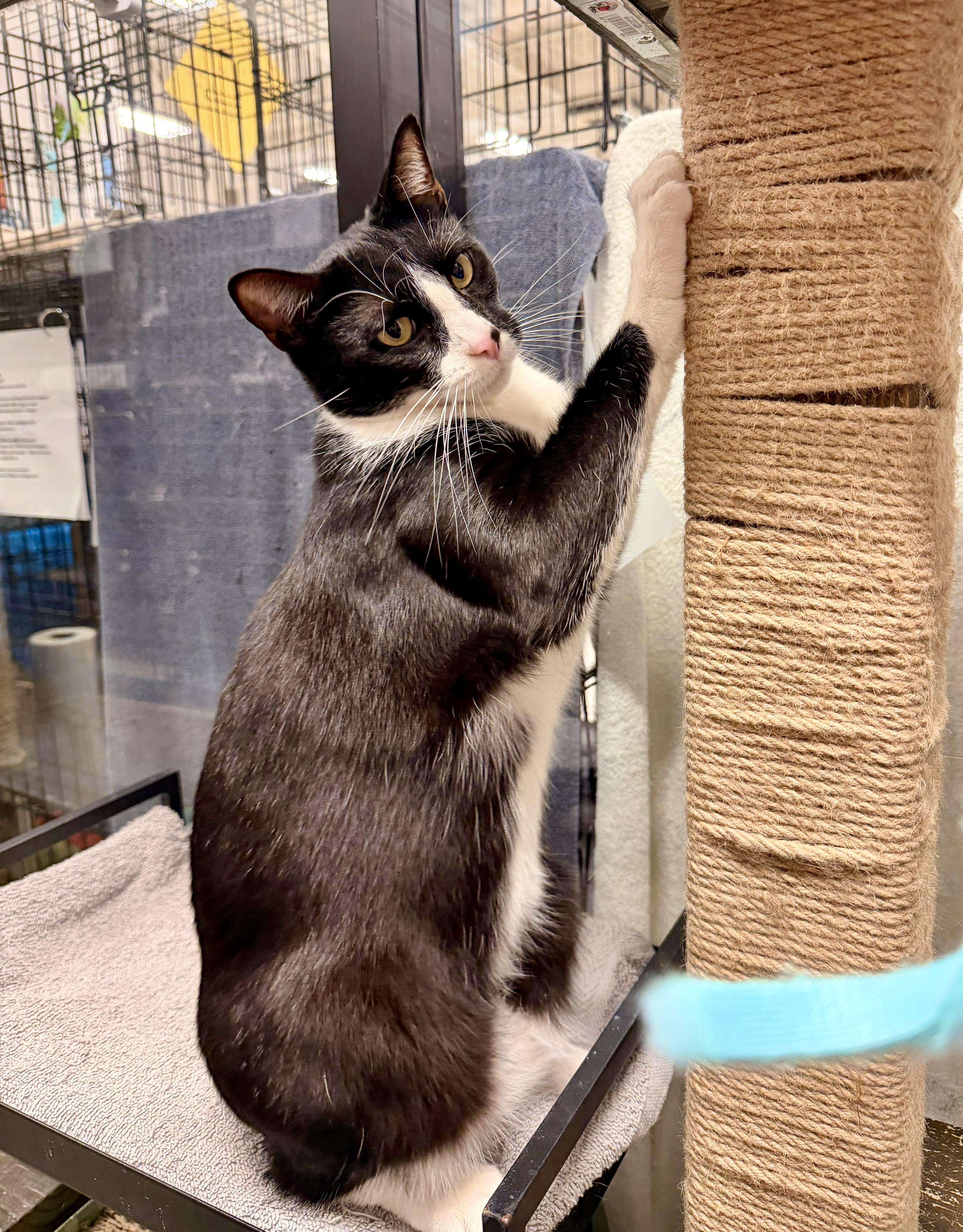Enlarge Domino, a Adoptable Tuxedo in San Juan Capistrano, CA image 1/5