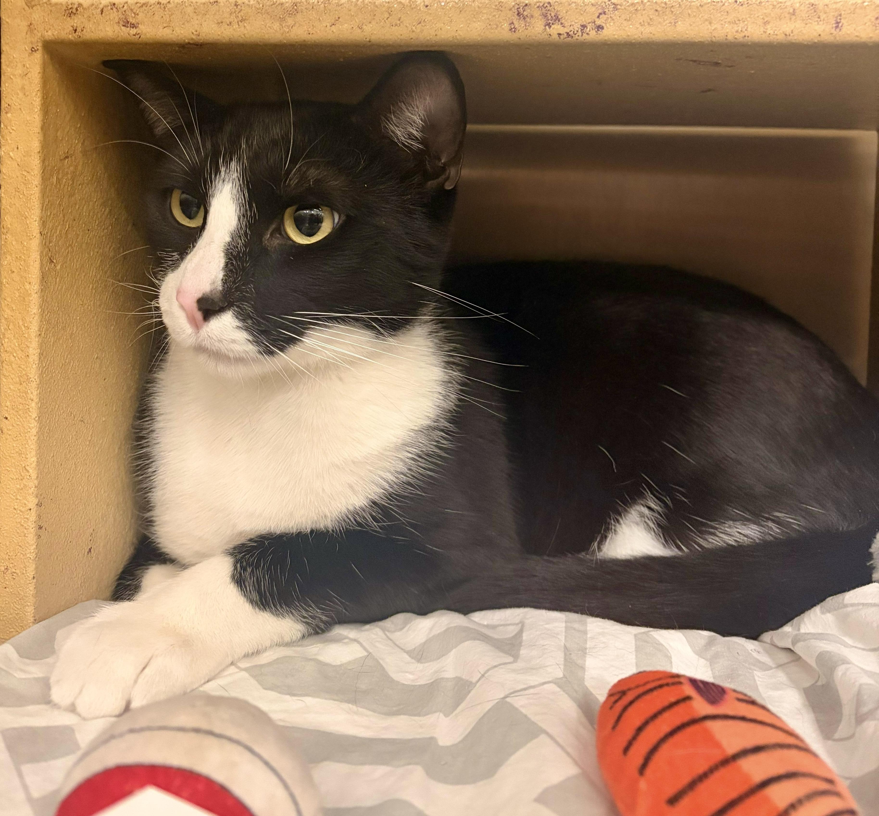 Enlarge Domino, a Adoptable Tuxedo in San Juan Capistrano, CA image 4/5