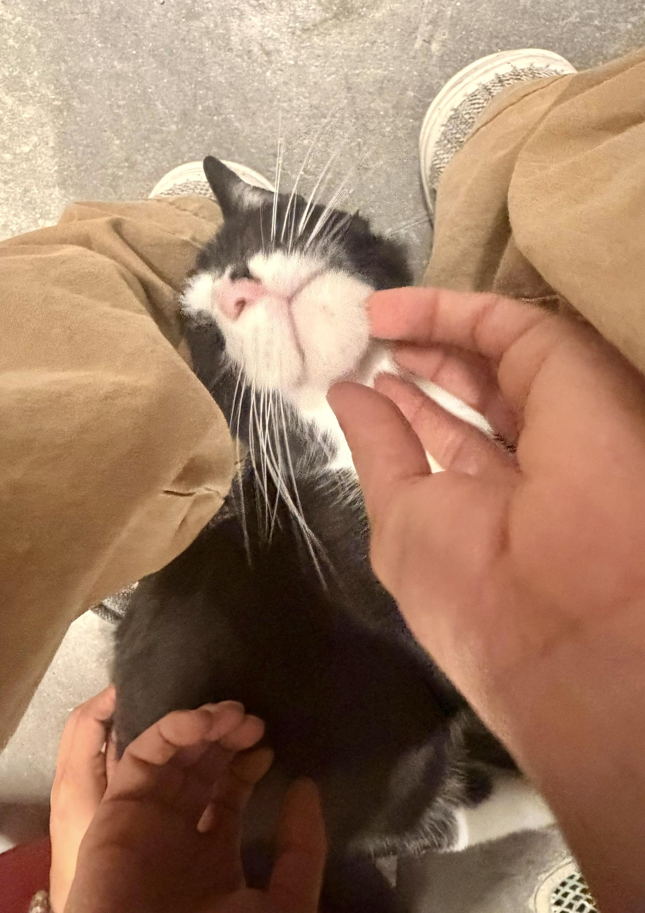 Enlarge Domino, a Adoptable Tuxedo in San Juan Capistrano, CA image 3/5