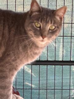 Enlarge FRANKFURTER, a Adopted mixed breed in Norco, CA image 1/1