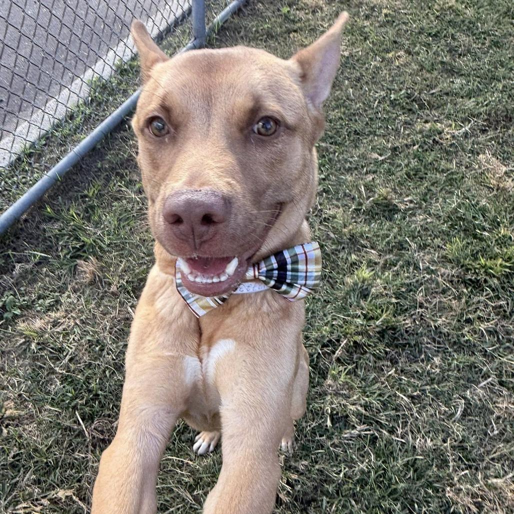 Brody, a Adoptable Shepherd in Napa, CA image 1/6