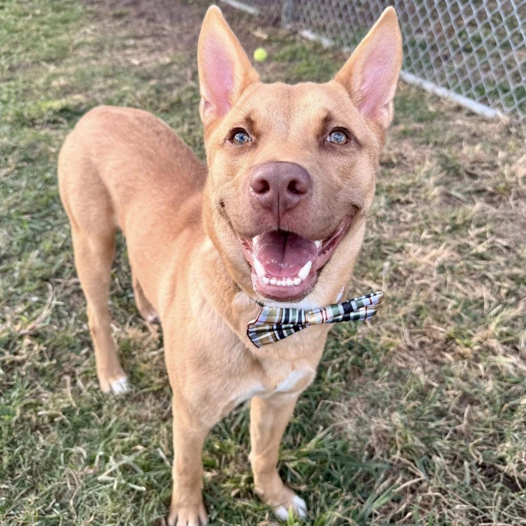 Brody, a Adoptable Shepherd in Napa, CA image 4/6
