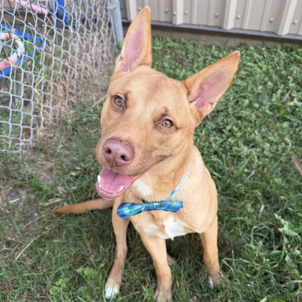 Brody, a Adoptable Shepherd in Napa, CA image 5/6