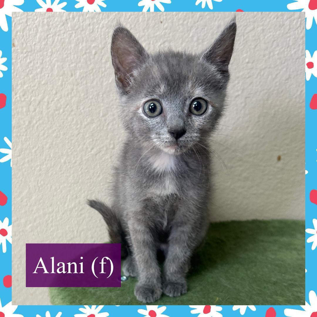 Enlarge Alani, a ADOPTABLE Domestic Short Hair in Corinth, NY image 1/1