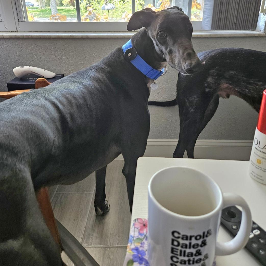 FF Clever Corbin (Corbin), a Adoptable Greyhound in Tarpon Springs, FL image 1/6