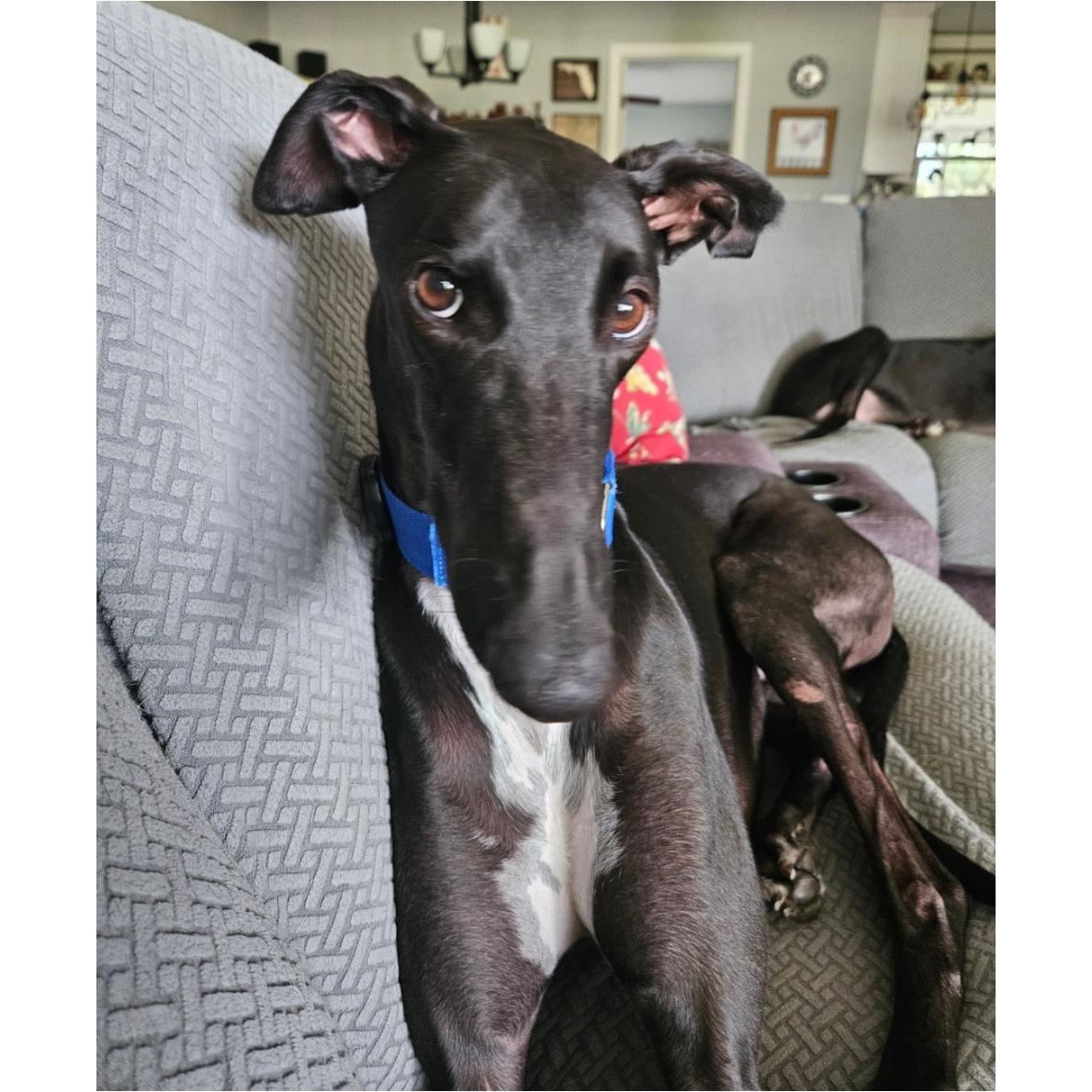 FF Clever Corbin (Corbin), a Adoptable Greyhound in Tarpon Springs, FL image 2/6