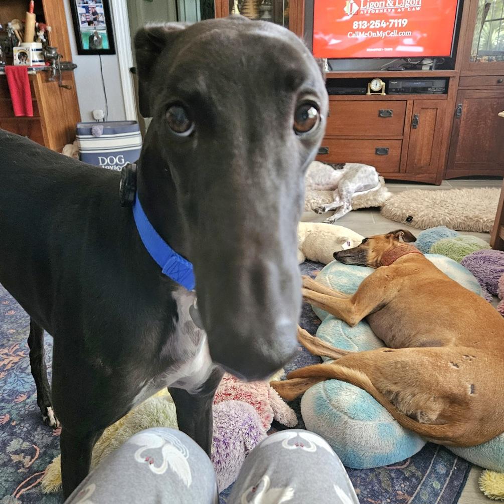 FF Clever Corbin (Corbin), a Adoptable Greyhound in Tarpon Springs, FL image 2/6