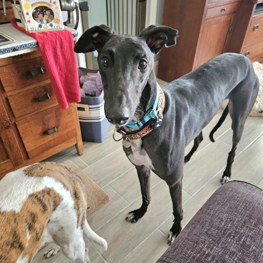 FF Clever Corbin (Corbin), a Adoptable Greyhound in Tarpon Springs, FL image 3/6