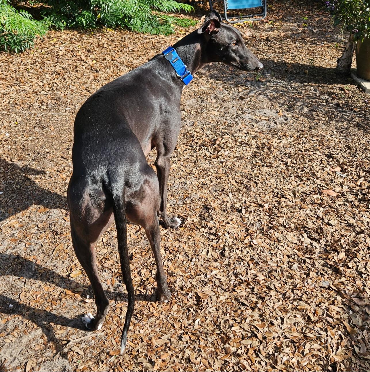 FF Clever Corbin (Corbin), a Adoptable Greyhound in Tarpon Springs, FL image 4/6