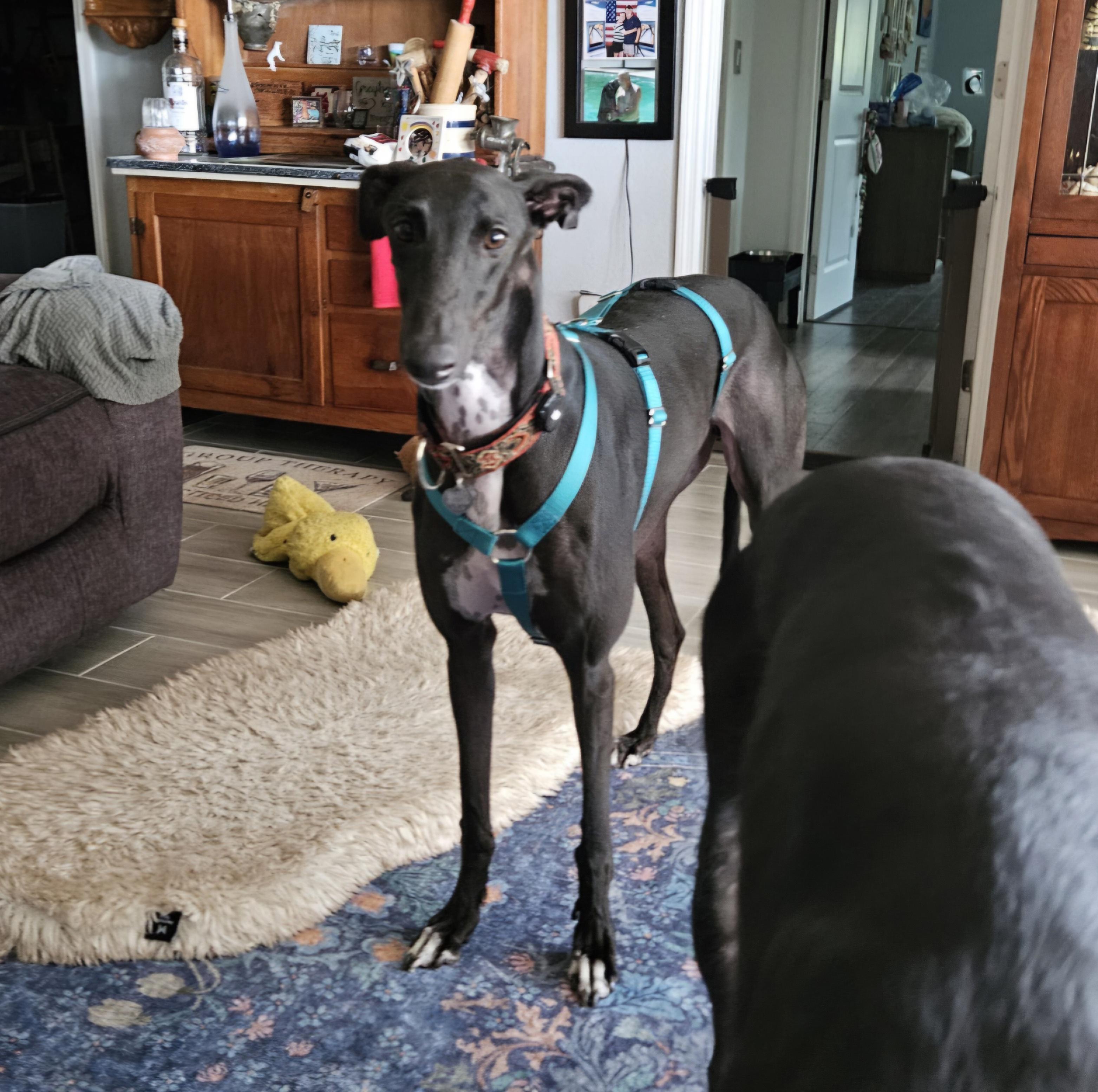 FF Clever Corbin (Corbin), a Adoptable Greyhound in Tarpon Springs, FL image 4/6