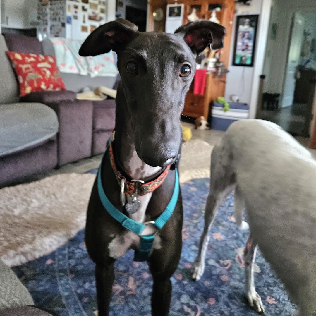 FF Clever Corbin (Corbin), a Adoptable Greyhound in Tarpon Springs, FL image 5/6