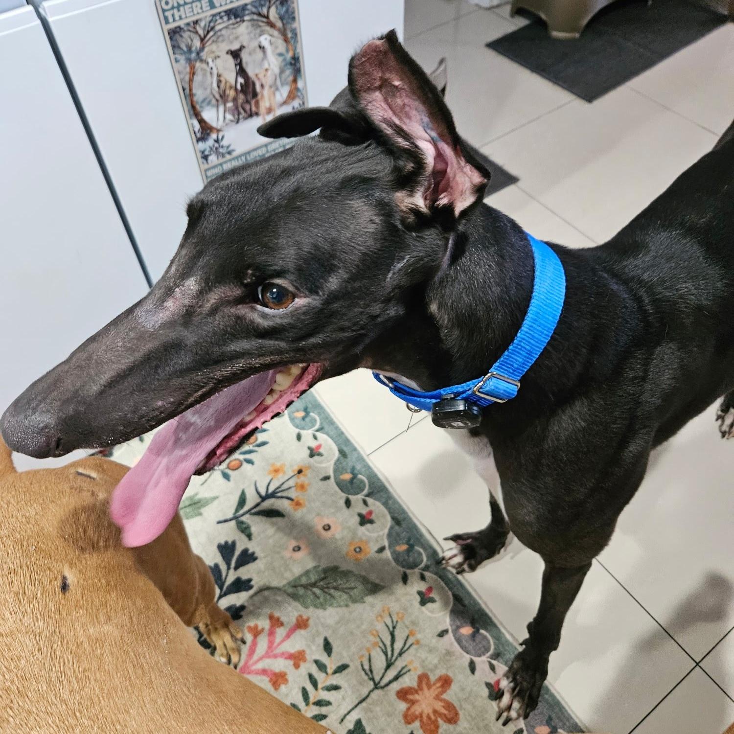 FF Clever Corbin (Corbin), a Adoptable Greyhound in Tarpon Springs, FL image 6/6