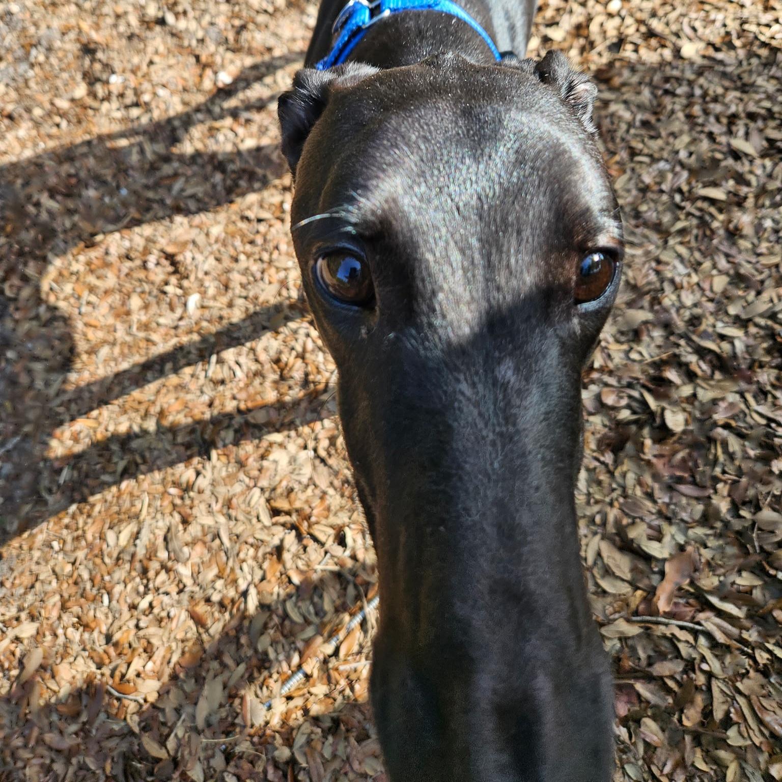 FF Clever Corbin (Corbin), a Adoptable Greyhound in Tarpon Springs, FL image 6/6