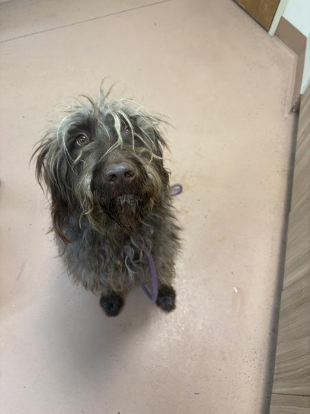 Enlarge Valentino, a Adoptable mixed breed in Kennewick, WA image 1/5