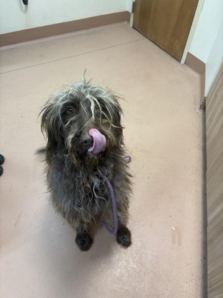 Enlarge Valentino, a Adoptable mixed breed in Kennewick, WA image 3/5