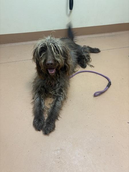 Enlarge Valentino, a Adoptable mixed breed in Kennewick, WA image 4/5