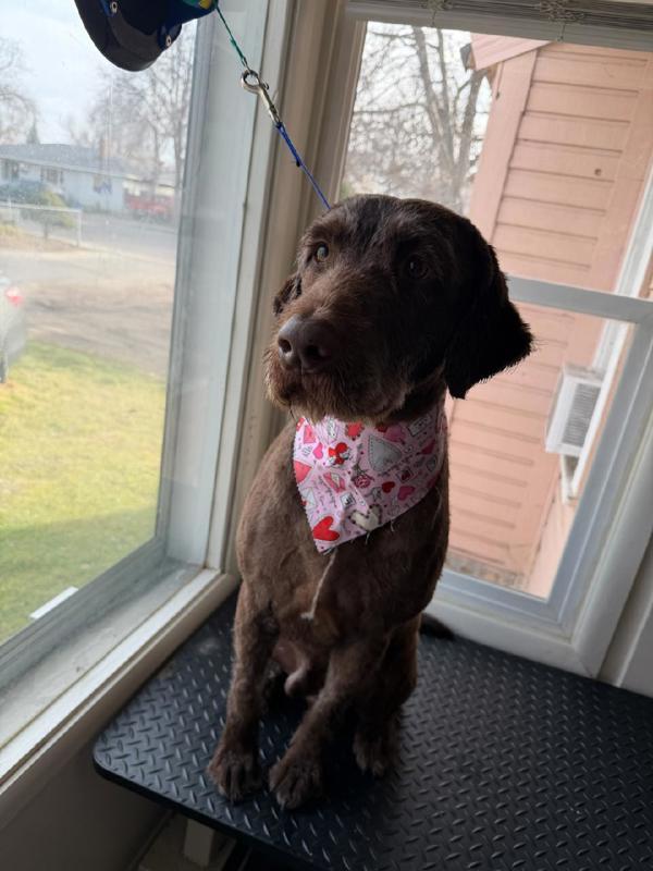 Enlarge Valentino, a Adoptable mixed breed in Kennewick, WA image 5/5