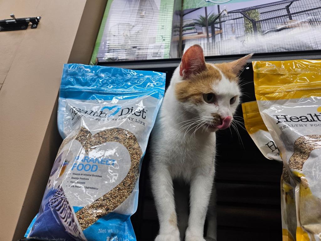 Spinney, Adoptable, Young Female Domestic Short Hair.