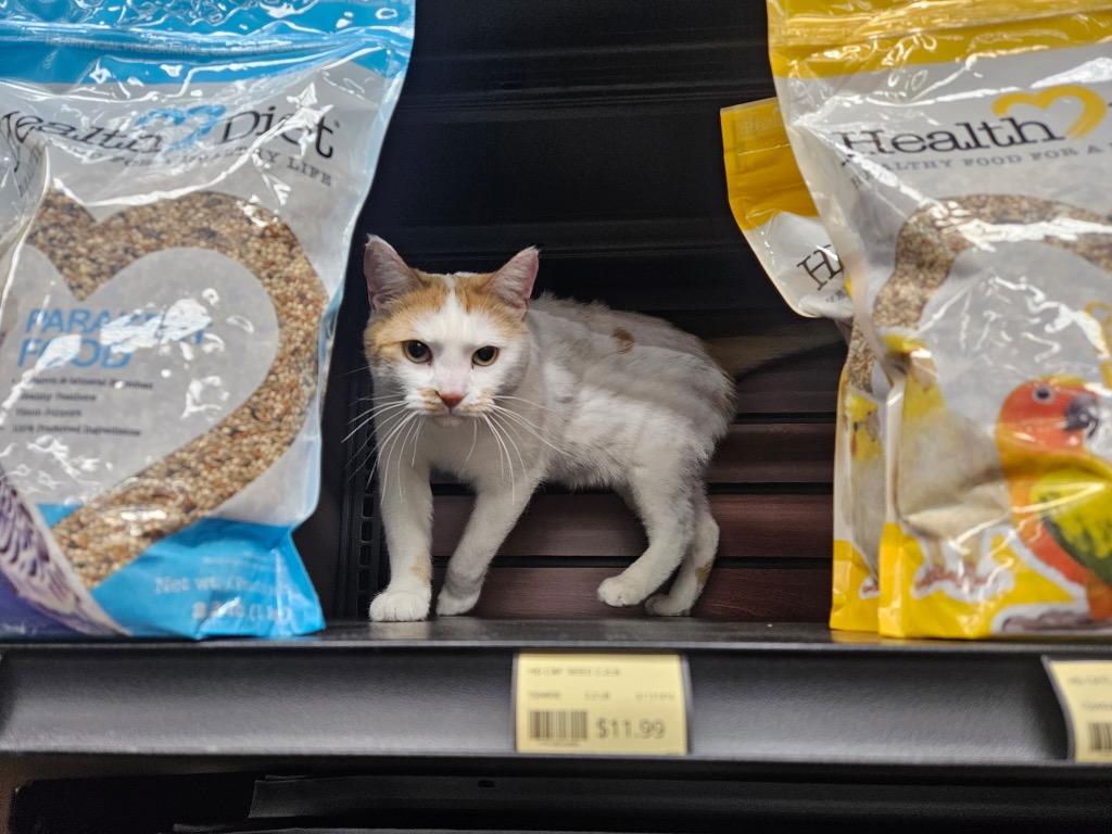 Spinney, a Adoptable mixed breed in Calgary, AB image 2/5