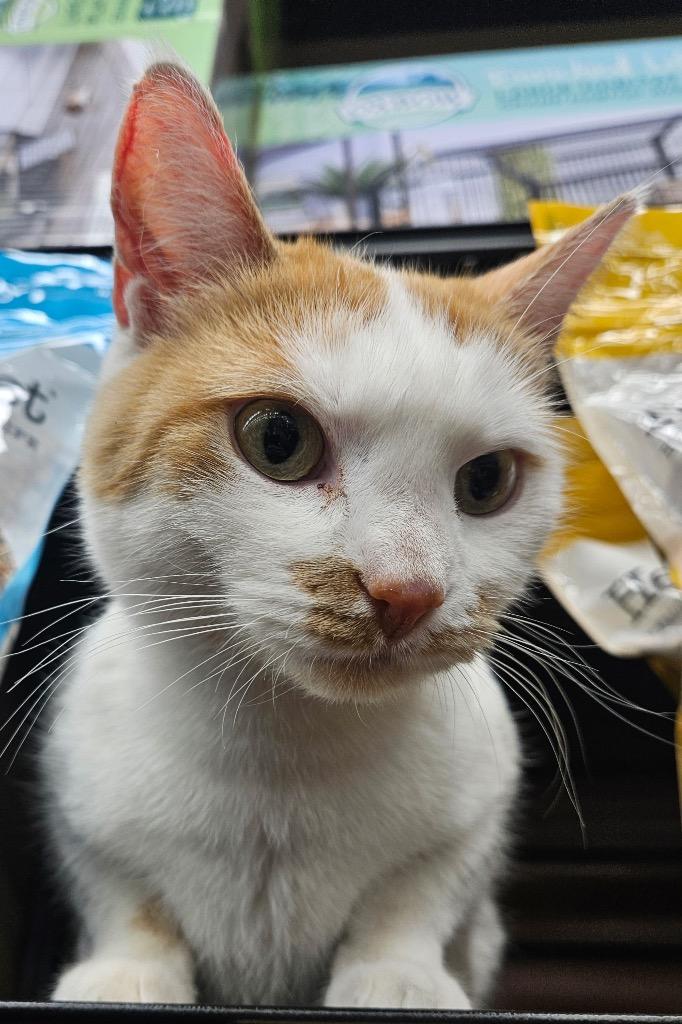 Spinney, a Adoptable mixed breed in Calgary, AB image 3/5