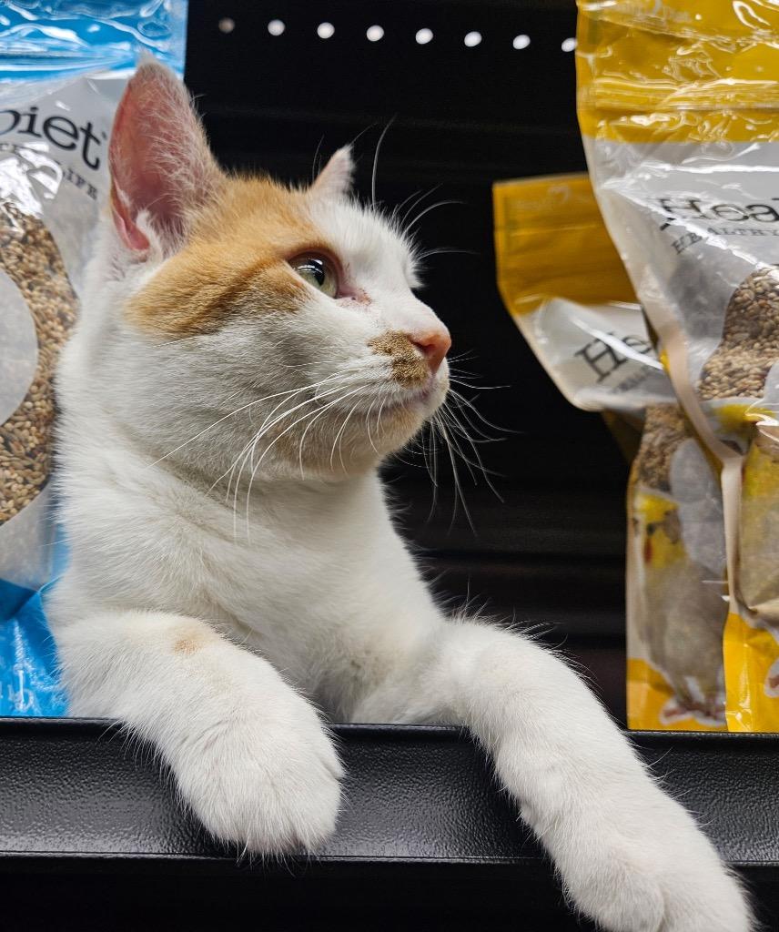 Spinney, a Adoptable mixed breed in Calgary, AB image 4/5