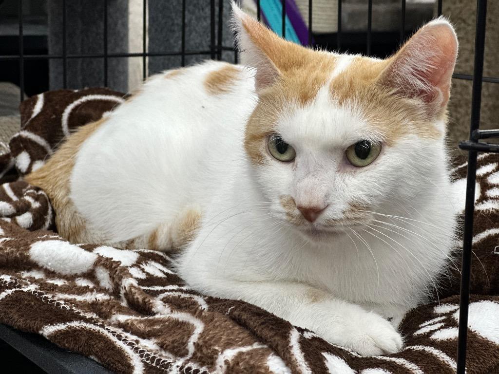 Spinney, a Adoptable mixed breed in Calgary, AB image 5/5