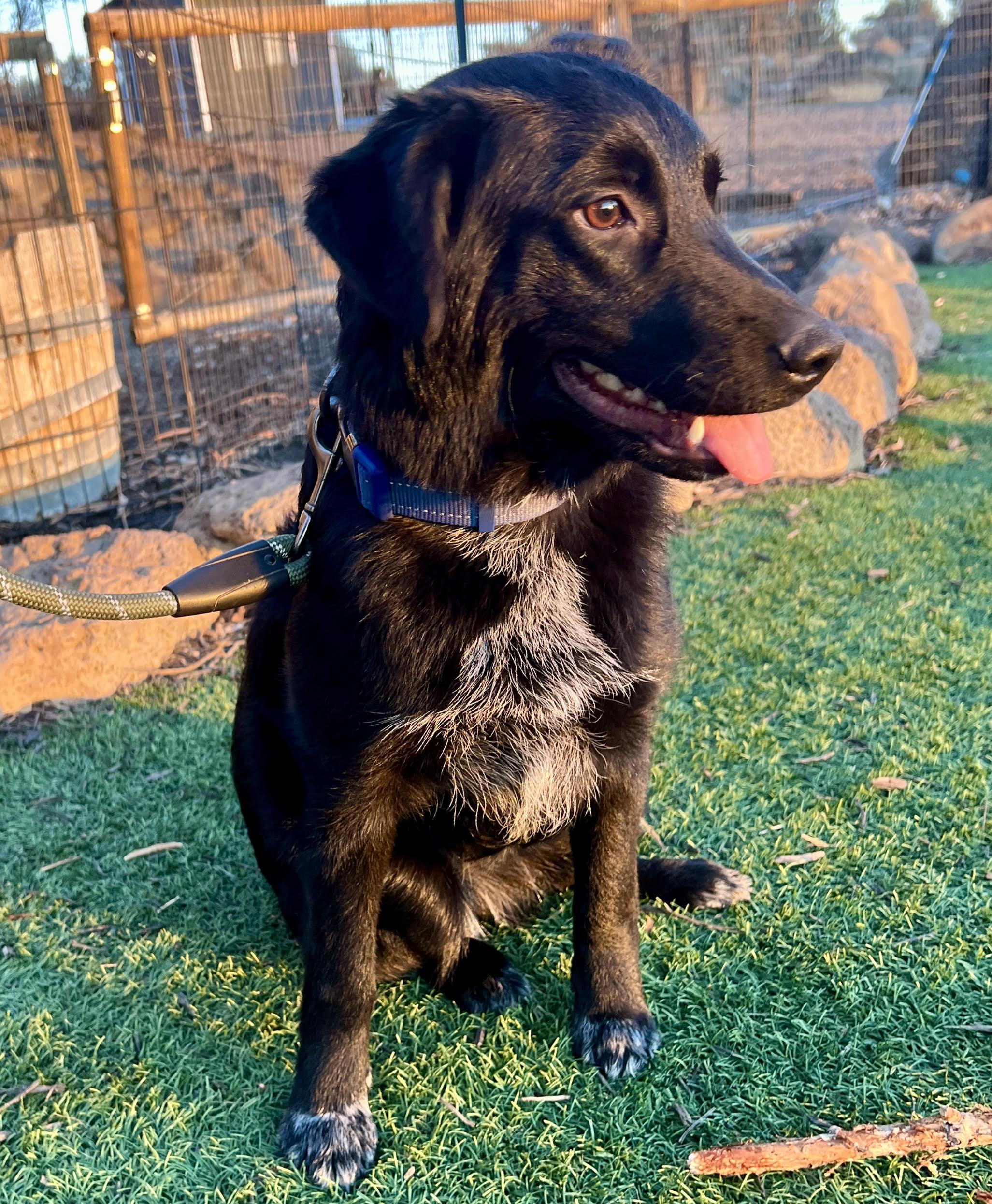 Enlarge Luna, a ADOPTABLE mixed breed in Salem, OR image 4/6