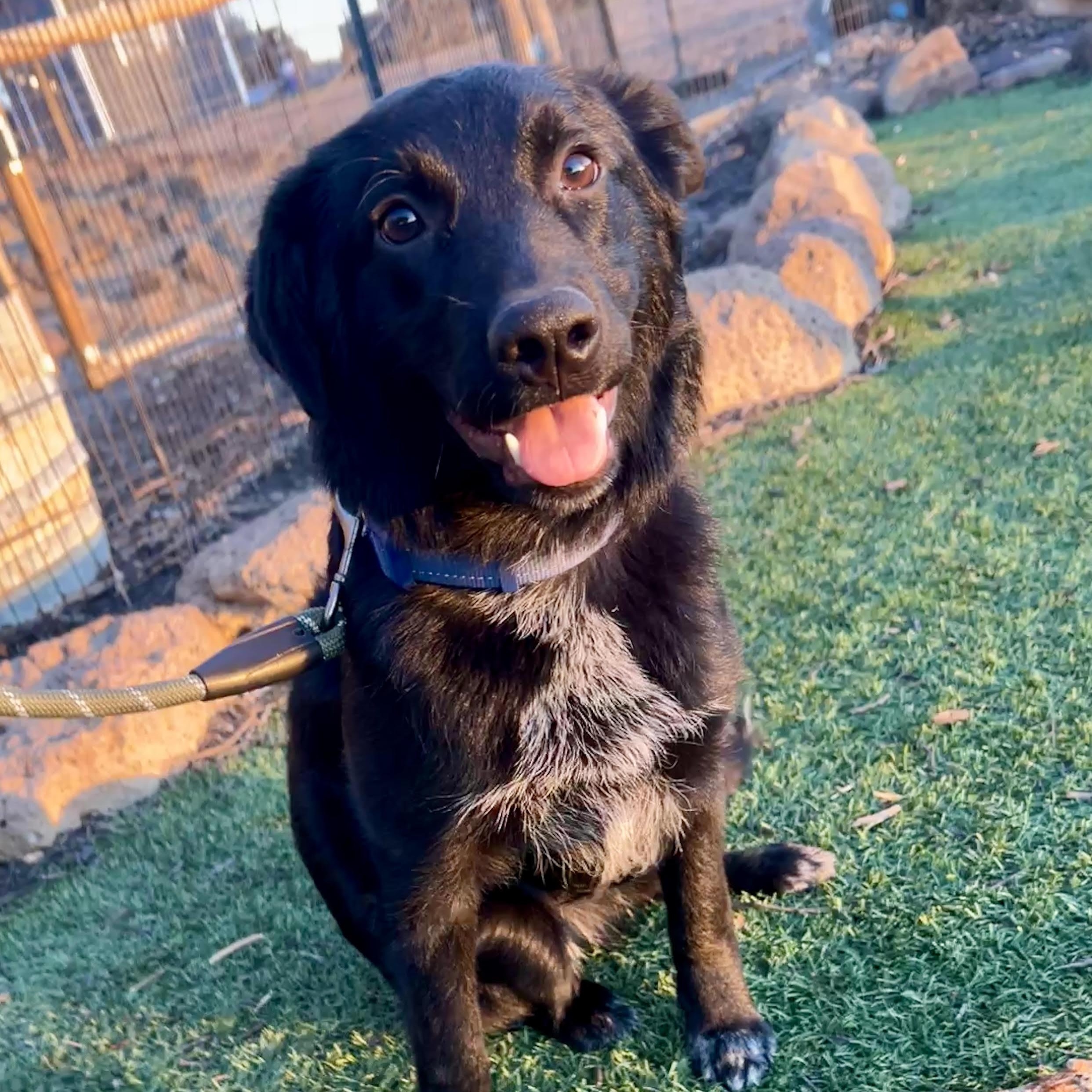 Enlarge Luna, a ADOPTABLE mixed breed in Salem, OR image 1/6