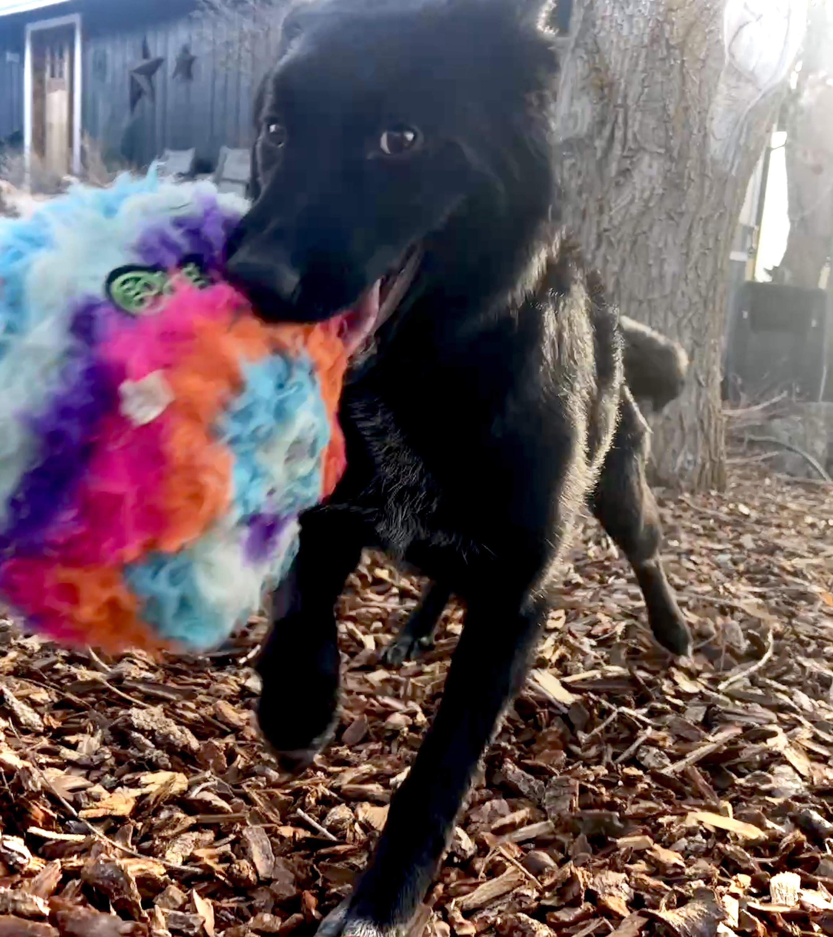 Enlarge Luna, a ADOPTABLE mixed breed in Salem, OR image 2/6