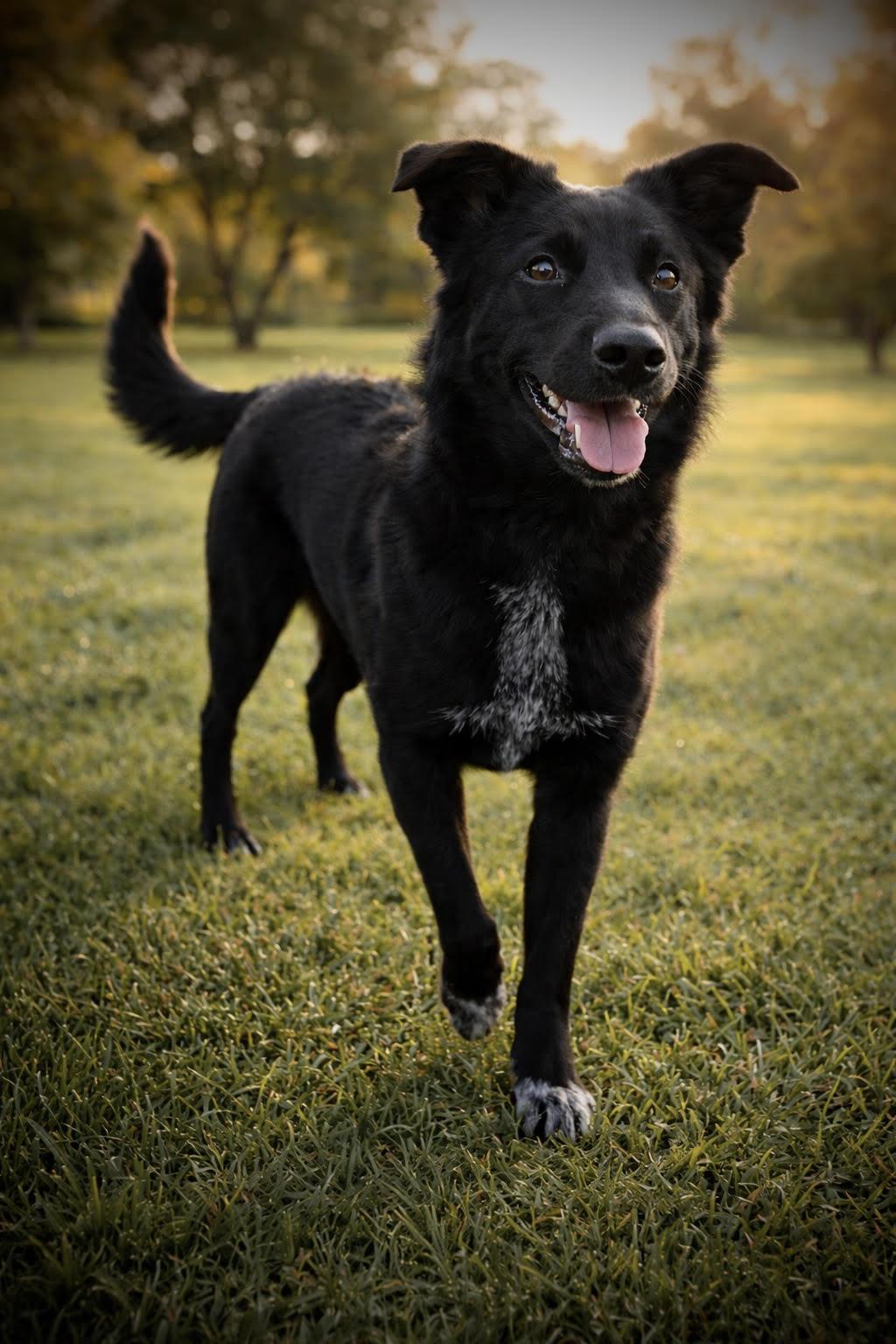 Enlarge Luna, a ADOPTABLE mixed breed in Salem, OR image 3/6