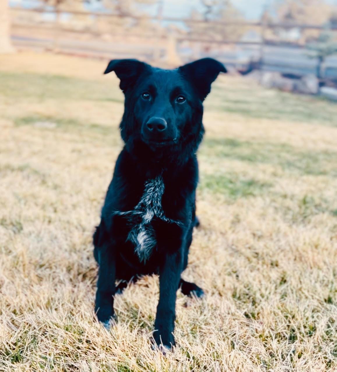 Enlarge Luna, a ADOPTABLE mixed breed in Salem, OR image 6/6