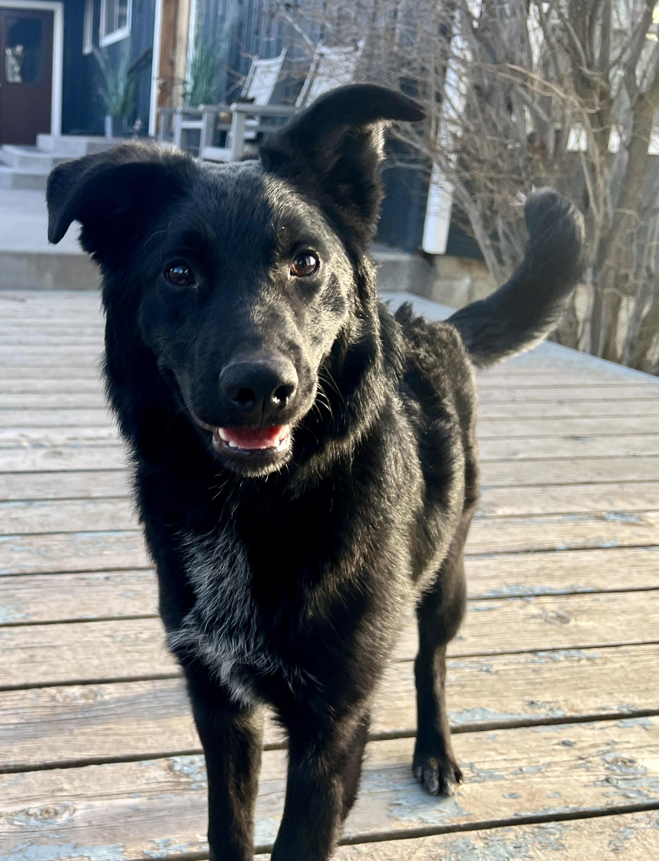 Enlarge Luna, a ADOPTABLE mixed breed in Salem, OR image 5/6