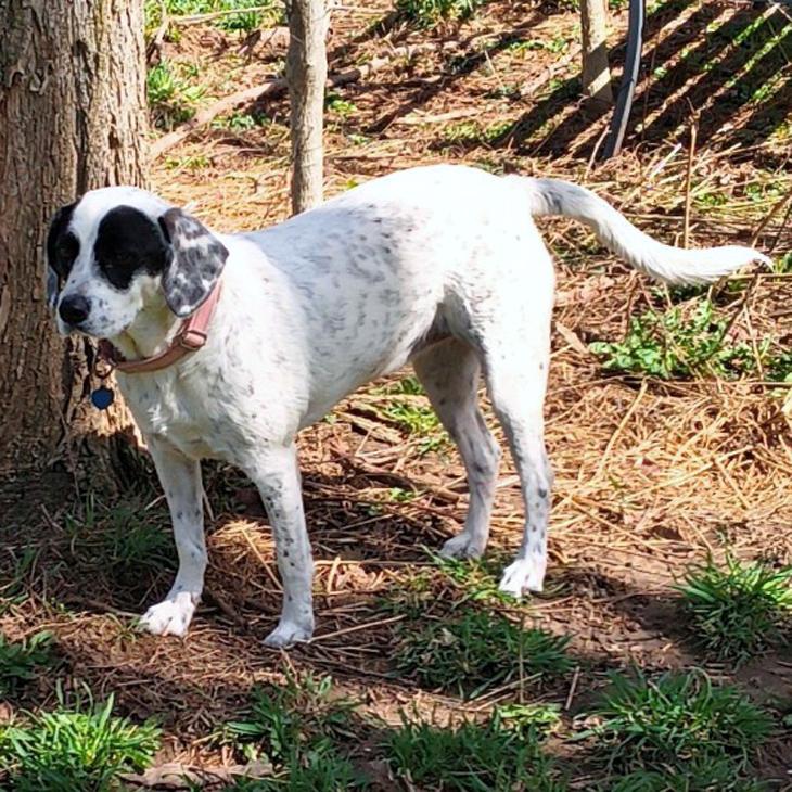 Enlarge Cruella, a Adoptable mixed breed in London, OH image 5/6