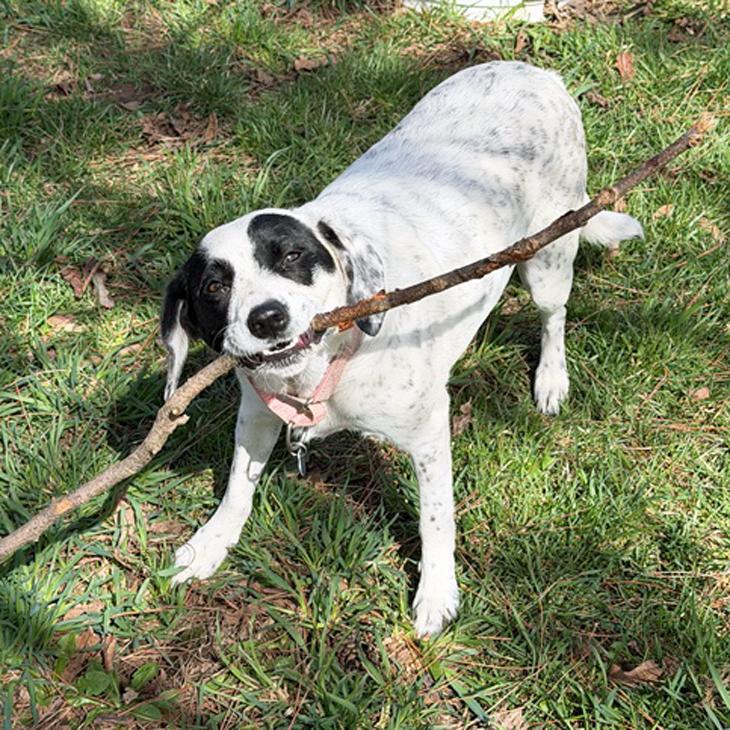 Enlarge Cruella, a Adoptable mixed breed in London, OH image 4/6