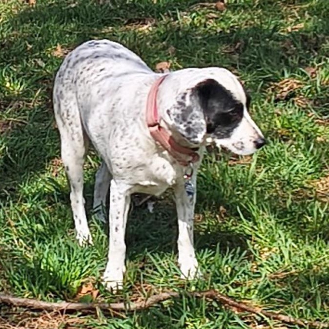 Enlarge Cruella, a Adoptable mixed breed in London, OH image 1/6