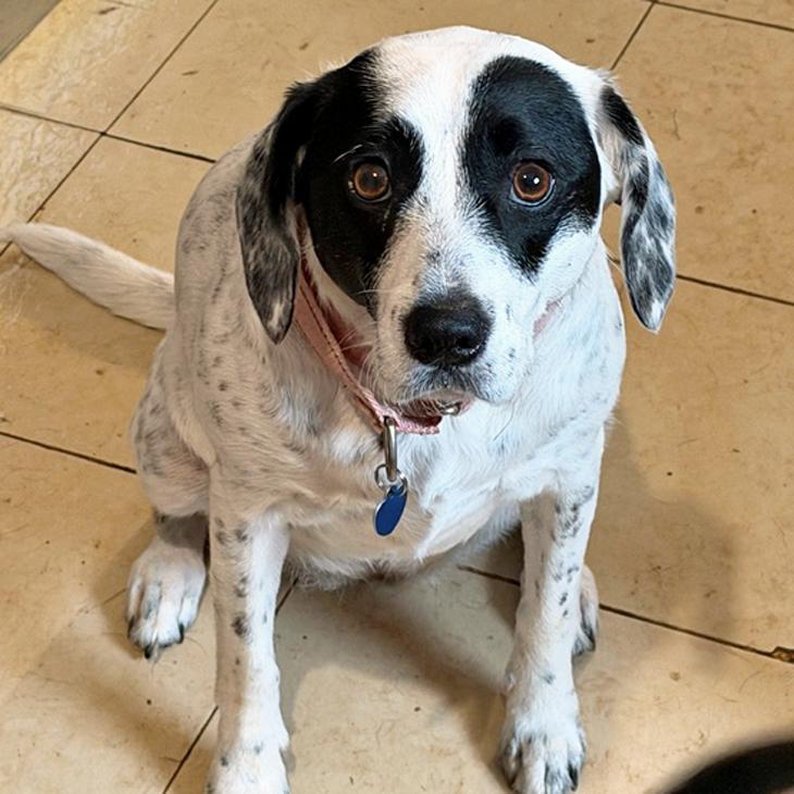 Enlarge Cruella, a Adoptable mixed breed in London, OH image 3/6