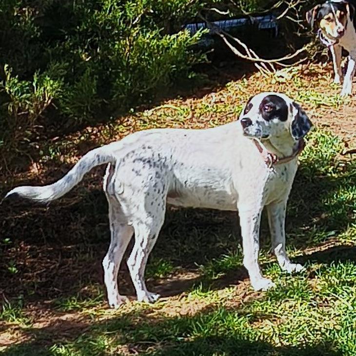 Enlarge Cruella, a Adoptable mixed breed in London, OH image 6/6