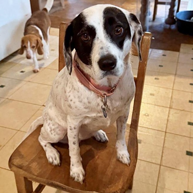 Enlarge Cruella, a Adoptable mixed breed in London, OH image 2/6